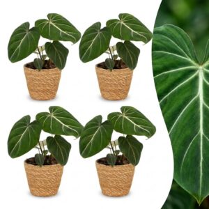 Philodendron Gloriosum - Glorie Philodendron - 4 Planten - met Mand