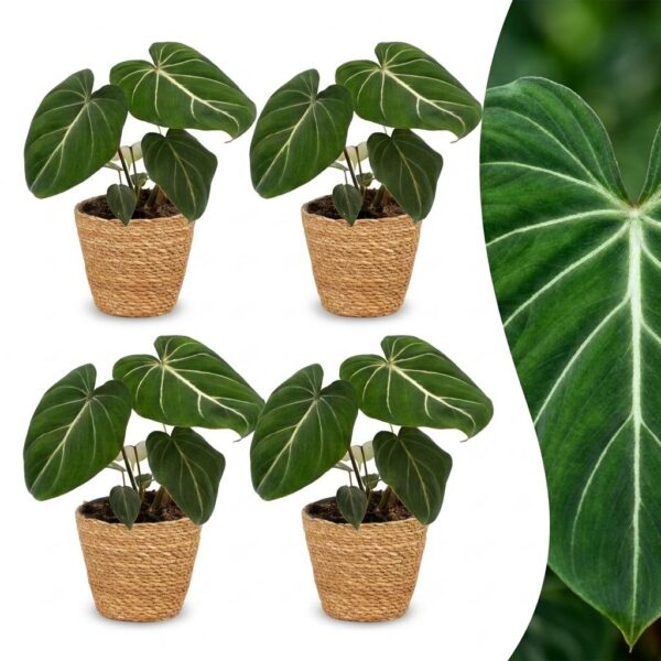 thumbnail_6000-265.jpg Philodendron Gloriosum - Glorie Philodendron - 4 Planten - met Mand