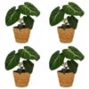 Philodendron Gloriosum - Glorie Philodendron - 4 Planten - met Mand