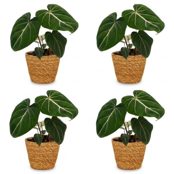thumbnail_6000-266.jpg Philodendron Gloriosum - Glorie Philodendron - 4 Planten - met Mand
