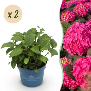 thumbnail_6000-2664.jpg Hydrangea Endles Summer Summer Love Red - Hortensia - Winterhard - Rood - 2 Planten