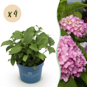 thumbnail_6000-2676.jpg Hydrangea Endles Summer The Original Pink - Hortensia - Winterhard - Roze - 4 Planten