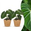 Philodendron Gloriosum - Glorie Philodendron - 2 Planten - met Mand