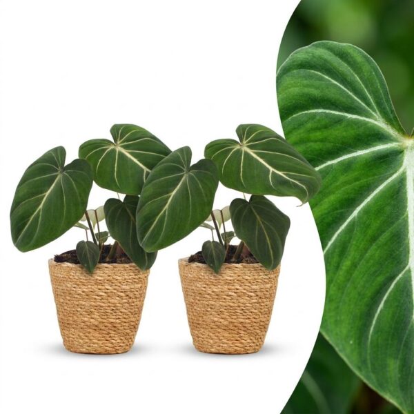 thumbnail_6000-270.jpg Philodendron Gloriosum - Glorie Philodendron - 2 Planten - met Mand