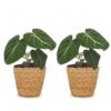 Philodendron Gloriosum - Glorie Philodendron - 2 Planten - met Mand