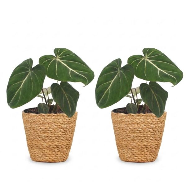 thumbnail_6000-271.jpg Philodendron Gloriosum - Glorie Philodendron - 2 Planten - met Mand