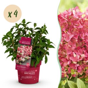 thumbnail_6000-2712.jpg Hydrangea panniculata Groundbreaker Ruby - Pluimhortensia - Winterhard - Rood - 4 Planten