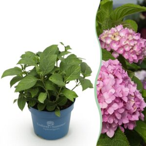 thumbnail_6000-2724.jpg Hydrangea Endles Summer The Original Pink - Hortensia - Winterhard - Roze