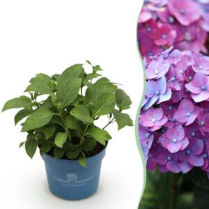 thumbnail_6000-2736.jpg Hydrangea Endles Summer Summer Love Purple - Hortensia - Winterhard - Paars
