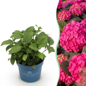 thumbnail_6000-2748.jpg Hydrangea Endles Summer Summer Love Red - Hortensia - Winterhard - Rood
