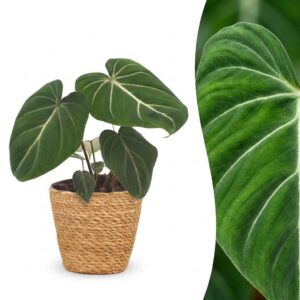 Philodendron Gloriosum - Glorie Philodendron - met Mand