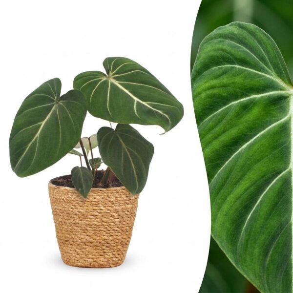 thumbnail_6000-275.jpg Philodendron Gloriosum - Glorie Philodendron - met Mand