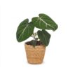 Philodendron Gloriosum - Glorie Philodendron - met Mand