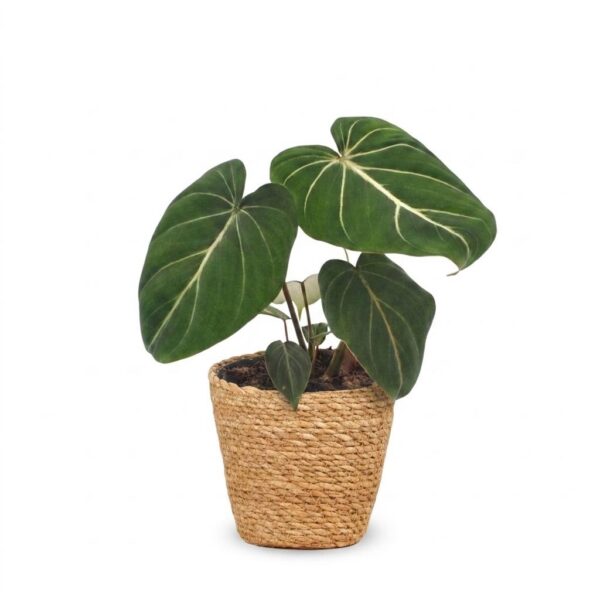 thumbnail_6000-276.jpg Philodendron Gloriosum - Glorie Philodendron - met Mand