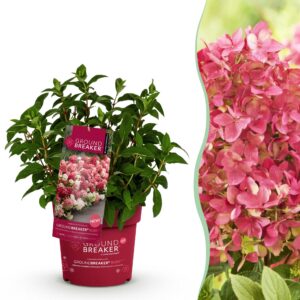 thumbnail_6000-2760.jpg Hydrangea panniculata Groundbreaker Ruby - Pluimhortensia - Winterhard - Rood