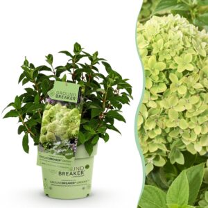 thumbnail_6000-2772.jpg Hydrangea panniculata Groundbreaker Greeny - Pluimhortensia - Winterhard - Creme