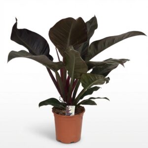 Philodendron - Philodendron Imperial Red - Rood - Weinig onderhoud