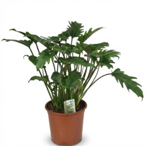 Philodendron - Philodendron Xanadu - Groen - Weinig onderhoud