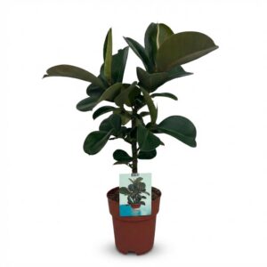 Rubberplant - Ficus Elastica Cloe - Groen - Weinig onderhoud