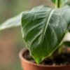 Musa Oriental Dwarf - Dwergbanaan - met Mand