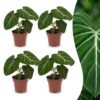 Philodendron Gloriosum - Glorie Philodendron - 4 Planten