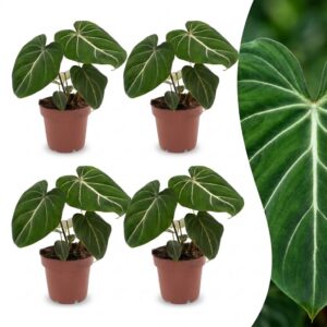 Philodendron Gloriosum - Glorie Philodendron - 4 Planten