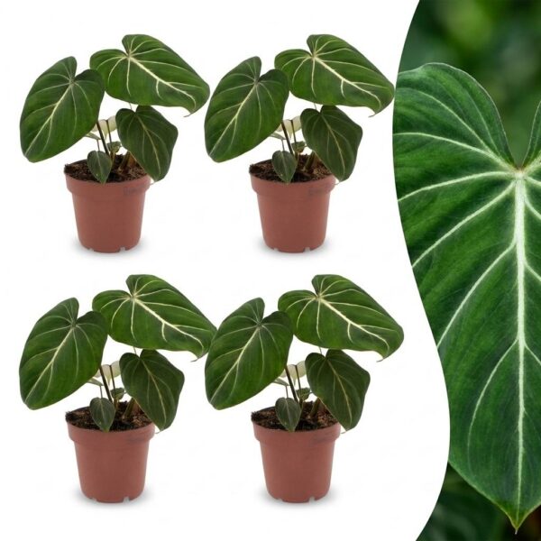 thumbnail_6000-280.jpg Philodendron Gloriosum - Glorie Philodendron - 4 Planten