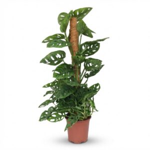 Monkey Mask - Monstera Andansonii Mosstok - Groen - Weinig onderhoud