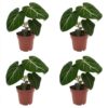 Philodendron Gloriosum - Glorie Philodendron - 4 Planten