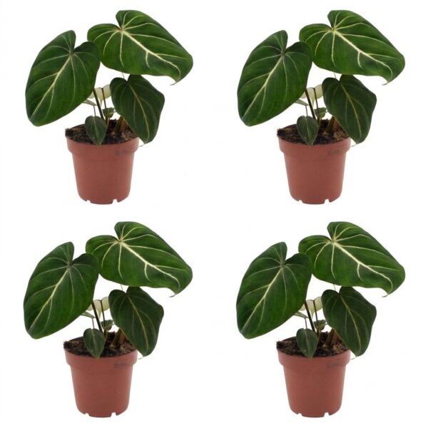 thumbnail_6000-281.jpg Philodendron Gloriosum - Glorie Philodendron - 4 Planten