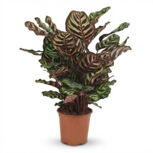 Pauwenplant - Calathea Makoyana - Groen - Weinig onderhoud