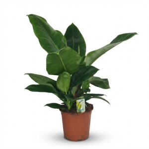Philodendron - Philodendron Imperial Green - Groen - Weinig onderhoud