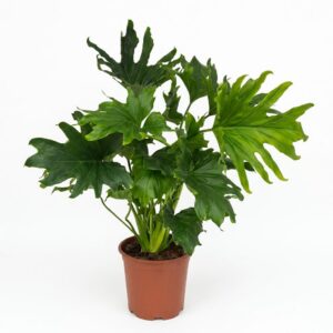 Philodendron - Philodendron Lickety split - Groen - Weinig onderhoud