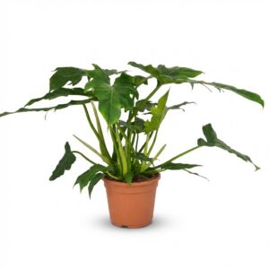 Philodendron - Philodendron Lacerum - Groen - Weinig onderhoud