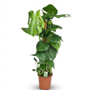 Gatenplant - Monstera Deliciosa mosstok - Groen - Weinig onderhoud