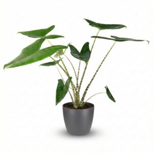 Olifantsoor - Alocasia Zebrina - Groen - Weinig onderhoud - met Potter Grijs