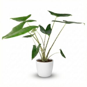 thumbnail_6000-2844.jpg Olifantsoor - Alocasia Zebrina - Groen - Weinig onderhoud - met Potter Wit