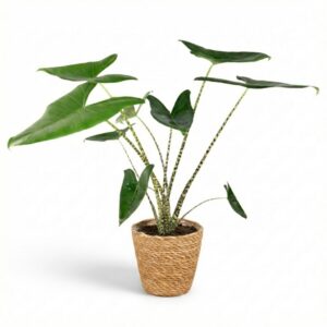 thumbnail_6000-2848.jpg Olifantsoor Zebrina - Alocasia Zebrina - Groen - Weinig onderhoud - met Mand