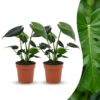 Monstera Deliciosa - Gatenplant - 2 Planten