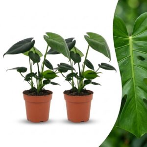 thumbnail_6000-285.jpg Monstera Deliciosa - Gatenplant - 2 Planten