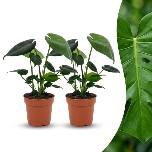 thumbnail_6000-285.jpg Monstera Deliciosa - Gatenplant - 2 Planten