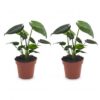 Monstera Deliciosa - Gatenplant - 2 Planten