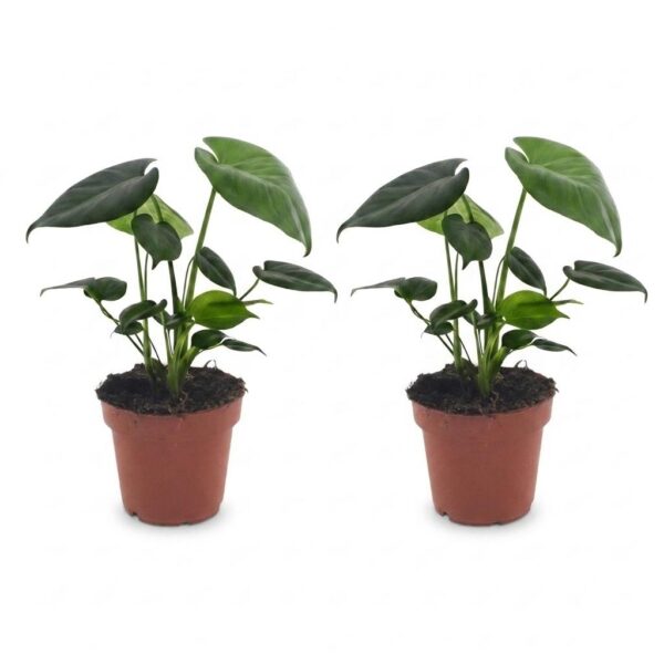 thumbnail_6000-286.jpg Monstera Deliciosa - Gatenplant - 2 Planten