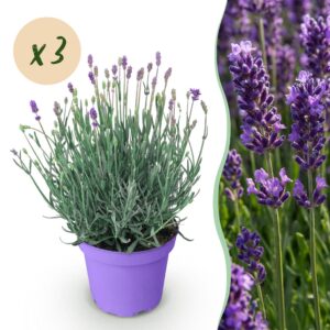 thumbnail_6000-2893.jpg Lavandula angustifolia Munstead - Lavendel - Winterhard - Paars - 3 Planten