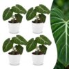 Philodendron Gloriosum - Glorie Philodendron - 4 Planten - met Potter Wit
