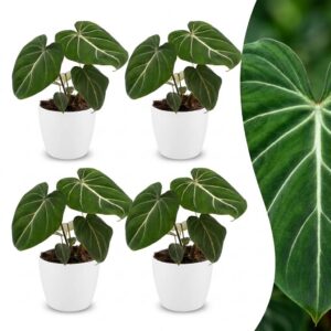 thumbnail_6000-290.jpg Philodendron Gloriosum - Glorie Philodendron - 4 Planten - met Potter Wit