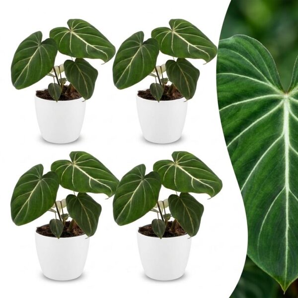 thumbnail_6000-290.jpg Philodendron Gloriosum - Glorie Philodendron - 4 Planten - met Potter Wit