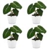 Philodendron Gloriosum - Glorie Philodendron - 4 Planten - met Potter Wit