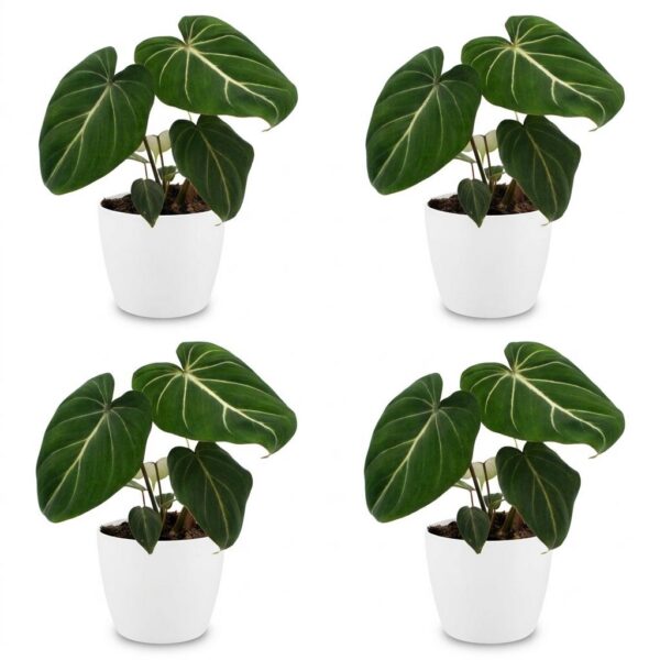 thumbnail_6000-291.jpg Philodendron Gloriosum - Glorie Philodendron - 4 Planten - met Potter Wit