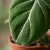 Philodendron Gloriosum - Glorie Philodendron - 4 Planten - met Potter Wit